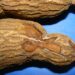Embrapa alerta produtores: couro-de-sapo  ameaça dizimar lavouras de mandioca