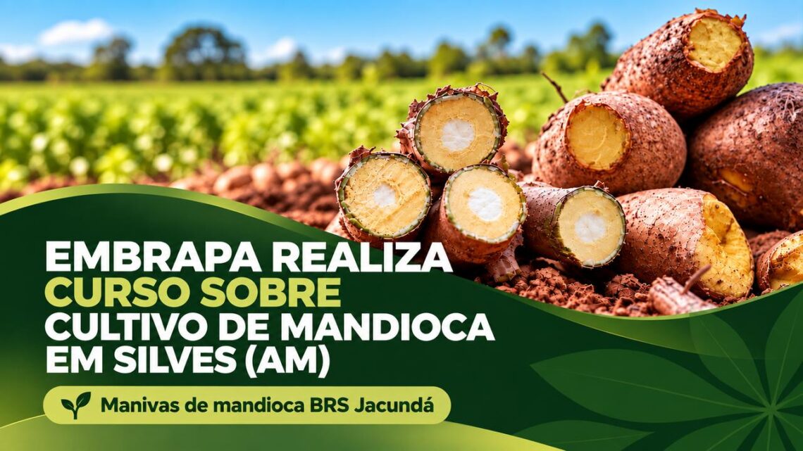 Embrapa realiza curso sobre cultivo de mandioca no Amazonas
