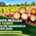 Embrapa realiza curso sobre cultivo de mandioca no Amazonas