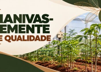 Kits de manivas-semente de qualidade serão entregues a mandiocultores selecionados no Tocantins